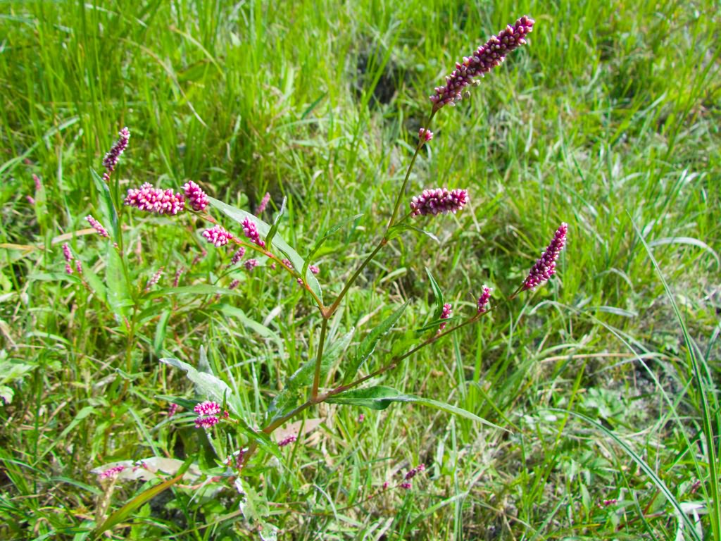 Persicaria maculosa S.F. Gray